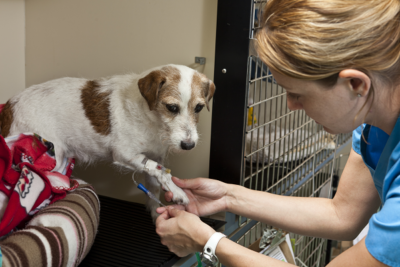 image for A Salute to Miracle Workers (Veterinary Technicians)